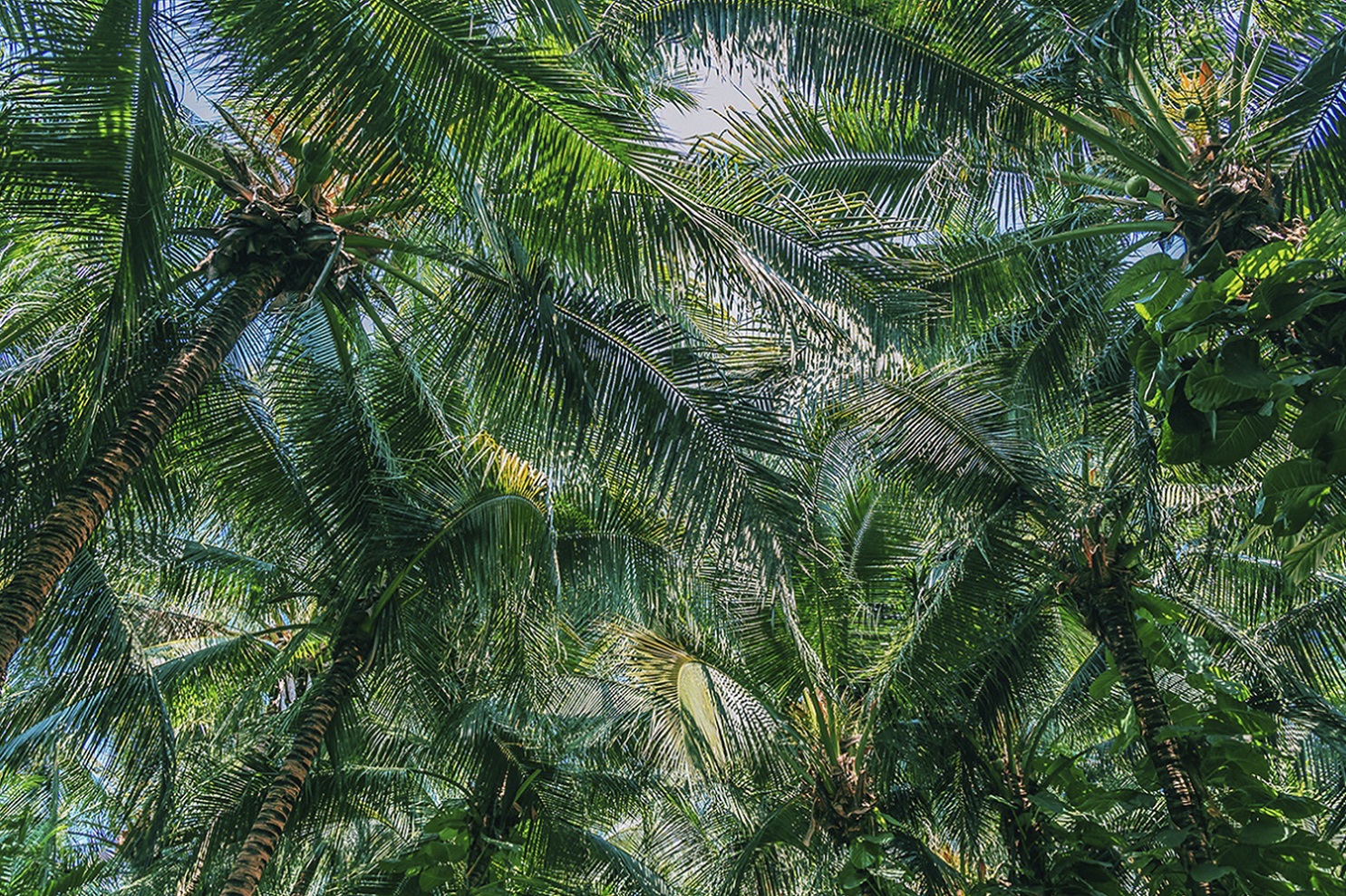 Palm Vs. Coconut Oil: What's the More Sustainable Choice? | Natura Aeropack