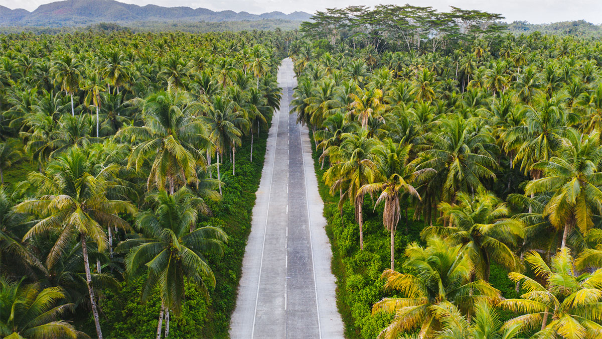 a road in between of coconut trees